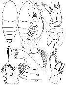Species Chiridiella kuniae - Plate 2 of morphological figures