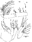 Espce Chiridiella kuniae - Planche 3 de figures morphologiques