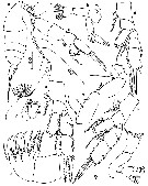 Espce Chiridiella trihamata - Planche 1 de figures morphologiques