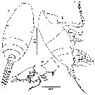 Espce Chiridiella pacifica - Planche 7 de figures morphologiques