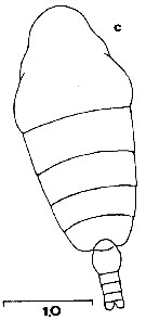 Espce Chiridiella chainae - Planche 3 de figures morphologiques