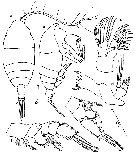Espce Chiridiella pacifica - Planche 4 de figures morphologiques