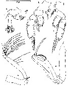Espce Chiridiella pacifica - Planche 5 de figures morphologiques