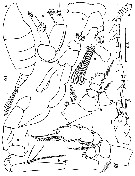 Espce Chiridiella pacifica - Planche 6 de figures morphologiques