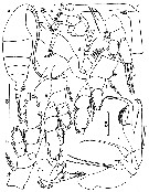 Espce Chiridiella macrodactyla - Planche 2 de figures morphologiques