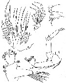 Espce Amallothrix dentipes - Planche 13 de figures morphologiques
