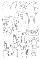 Espce Aetideopsis retusa - Planche 1 de figures morphologiques