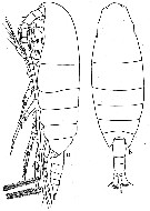 Espce Calanus simillimus - Planche 7 de figures morphologiques
