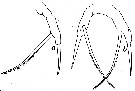 Espce Scaphocalanus vervoorti - Planche 6 de figures morphologiques
