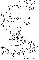 Espce Calanus simillimus - Planche 9 de figures morphologiques
