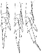Espce Calanus simillimus - Planche 11 de figures morphologiques