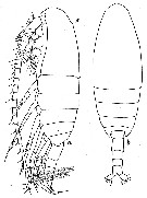 Espce Calanus simillimus - Planche 13 de figures morphologiques