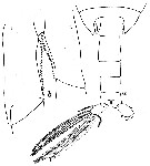 Espce Calanus simillimus - Planche 14 de figures morphologiques