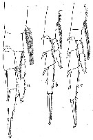 Espce Calanus simillimus - Planche 17 de figures morphologiques