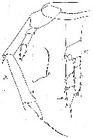 Espce Calanus simillimus - Planche 18 de figures morphologiques