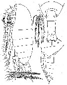 Espce Calanus propinquus - Planche 6 de figures morphologiques