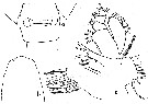 Espce Calanus propinquus - Planche 7 de figures morphologiques