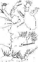 Espce Calanus propinquus - Planche 8 de figures morphologiques