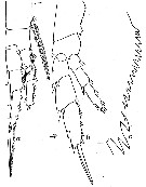 Espce Calanus propinquus - Planche 10 de figures morphologiques