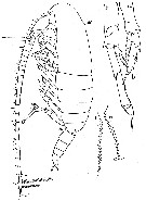 Espce Calanus propinquus - Planche 11 de figures morphologiques