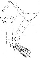 Espce Calanus propinquus - Planche 12 de figures morphologiques