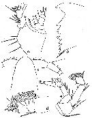 Espce Calanus propinquus - Planche 13 de figures morphologiques