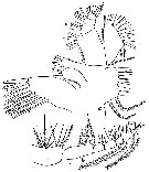 Espce Calanus propinquus - Planche 14 de figures morphologiques
