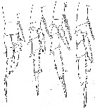 Espce Calanus propinquus - Planche 15 de figures morphologiques