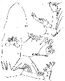 Espce Calanoides acutus - Planche 3 de figures morphologiques