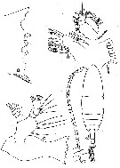 Espce Calanoides acutus - Planche 4 de figures morphologiques