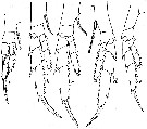 Espce Calanoides acutus - Planche 5 de figures morphologiques