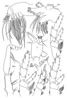 Espce Aetideopsis rostrata - Planche 4 de figures morphologiques