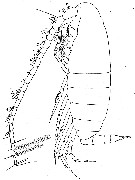 Espce Calanoides acutus - Planche 6 de figures morphologiques