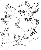 Espce Calanoides acutus - Planche 8 de figures morphologiques