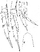 Espce Calanoides acutus - Planche 10 de figures morphologiques
