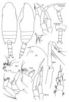 Espce Aetideopsis rostrata - Planche 5 de figures morphologiques