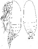 Espce Farrania frigida - Planche 5 de figures morphologiques