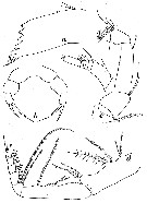 Espce Farrania frigida - Planche 9 de figures morphologiques