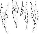 Espce Farrania frigida - Planche 10 de figures morphologiques