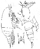 Espce Aetideopsis minor - Planche 6 de figures morphologiques