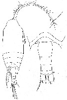 Espce Aetideopsis minor - Planche 7 de figures morphologiques