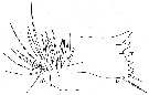 Espce Aetideopsis minor - Planche 9 de figures morphologiques