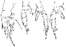 Espce Aetideopsis minor - Planche 10 de figures morphologiques