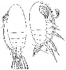Espce Euchirella rostromagna - Planche 4 de figures morphologiques
