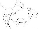 Espce Euchirella rostromagna - Planche 5 de figures morphologiques
