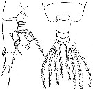 Espce Euchirella rostromagna - Planche 6 de figures morphologiques