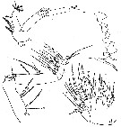 Espce Euchirella rostromagna - Planche 8 de figures morphologiques