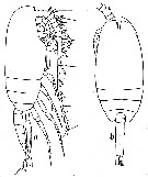 Espce Scolecithricella minor - Planche 10 de figures morphologiques