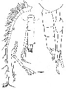 Espce Scolecithricella minor - Planche 11 de figures morphologiques