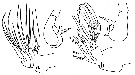 Espce Pseudoamallothrix ovata - Planche 11 de figures morphologiques